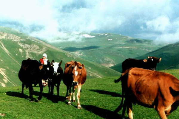 yayla.jpg
